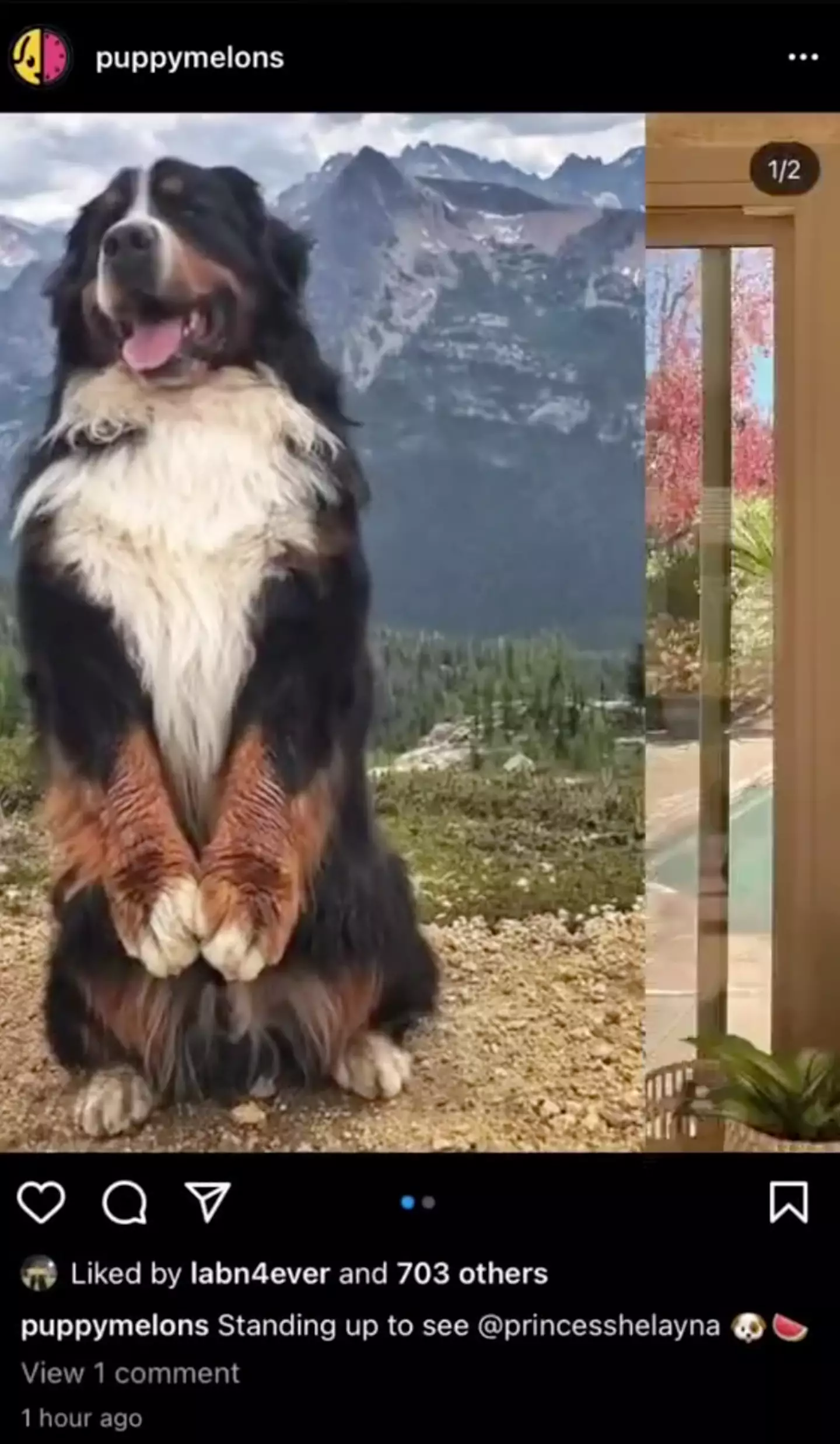 The cute puppy pictures are hiding something more x-rated (