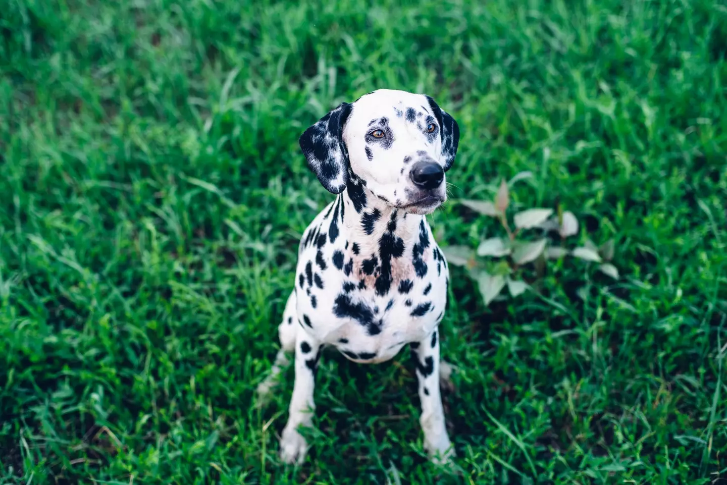 You probably wouldn't expect it of them, but Dalmatians have surprisingly high bite rates.