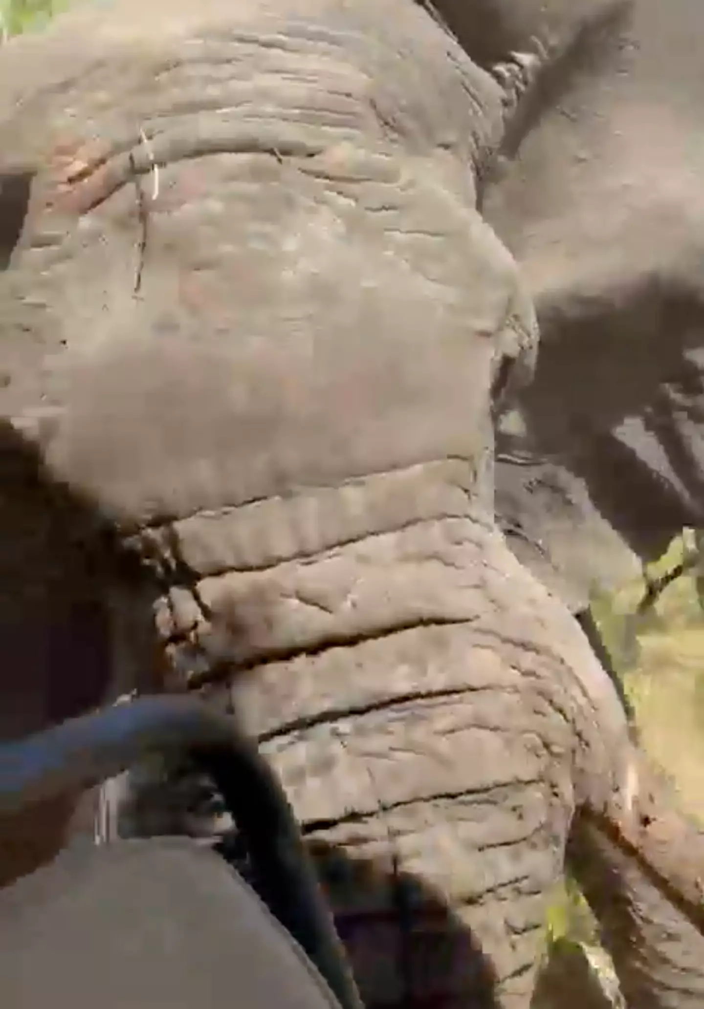 The animal tragically killed one of the group's travellers.