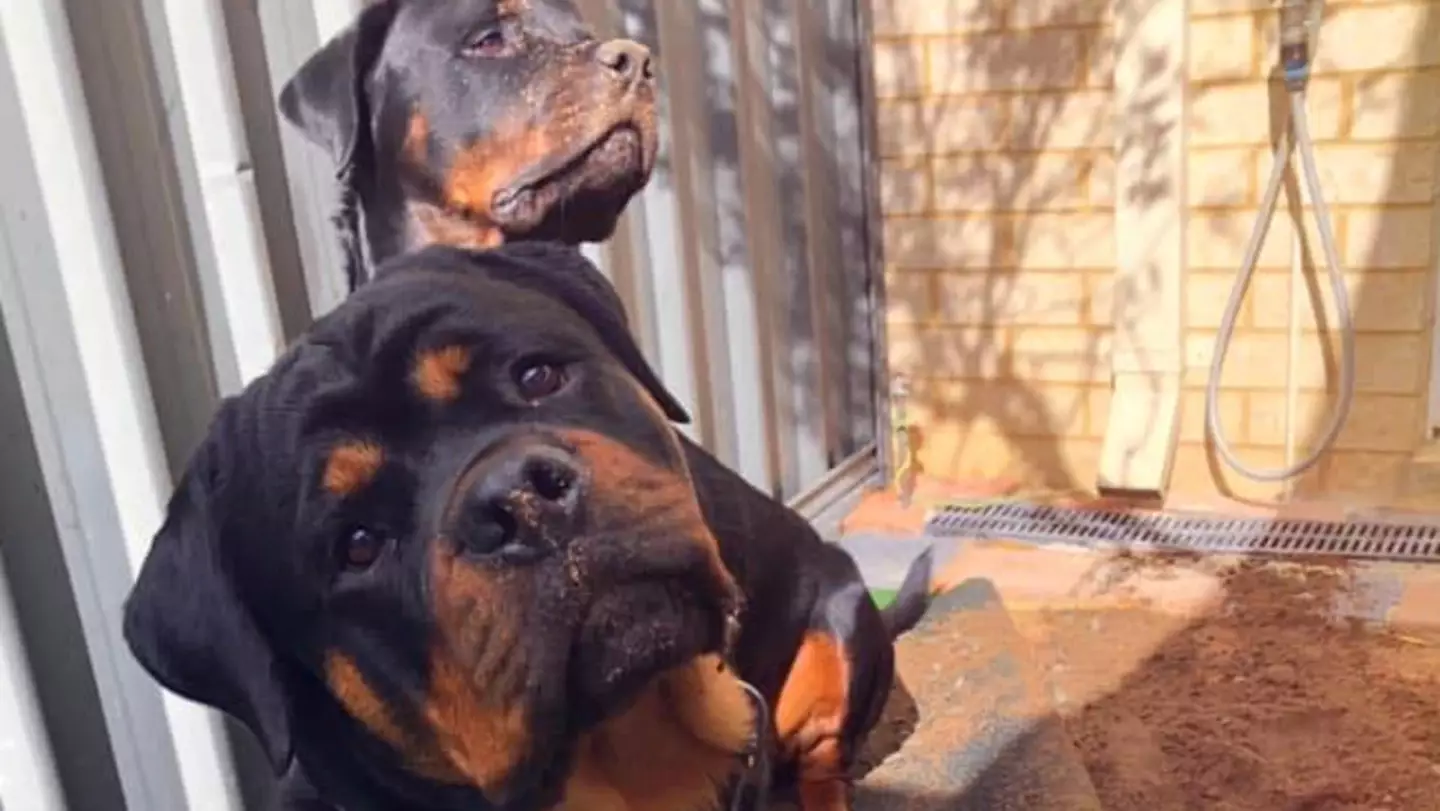 The breeder of one of the Rottweiler dogs hit back at criticism that they'd created an 'aggressive bloodline'.