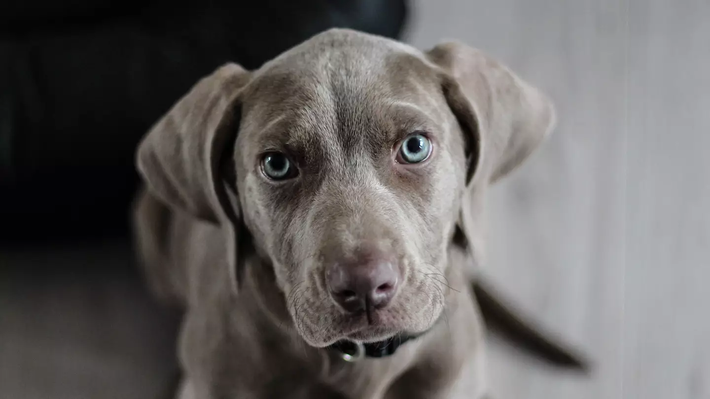 Dog Owners Baffled After Discovering What An Undercoat Looks Like