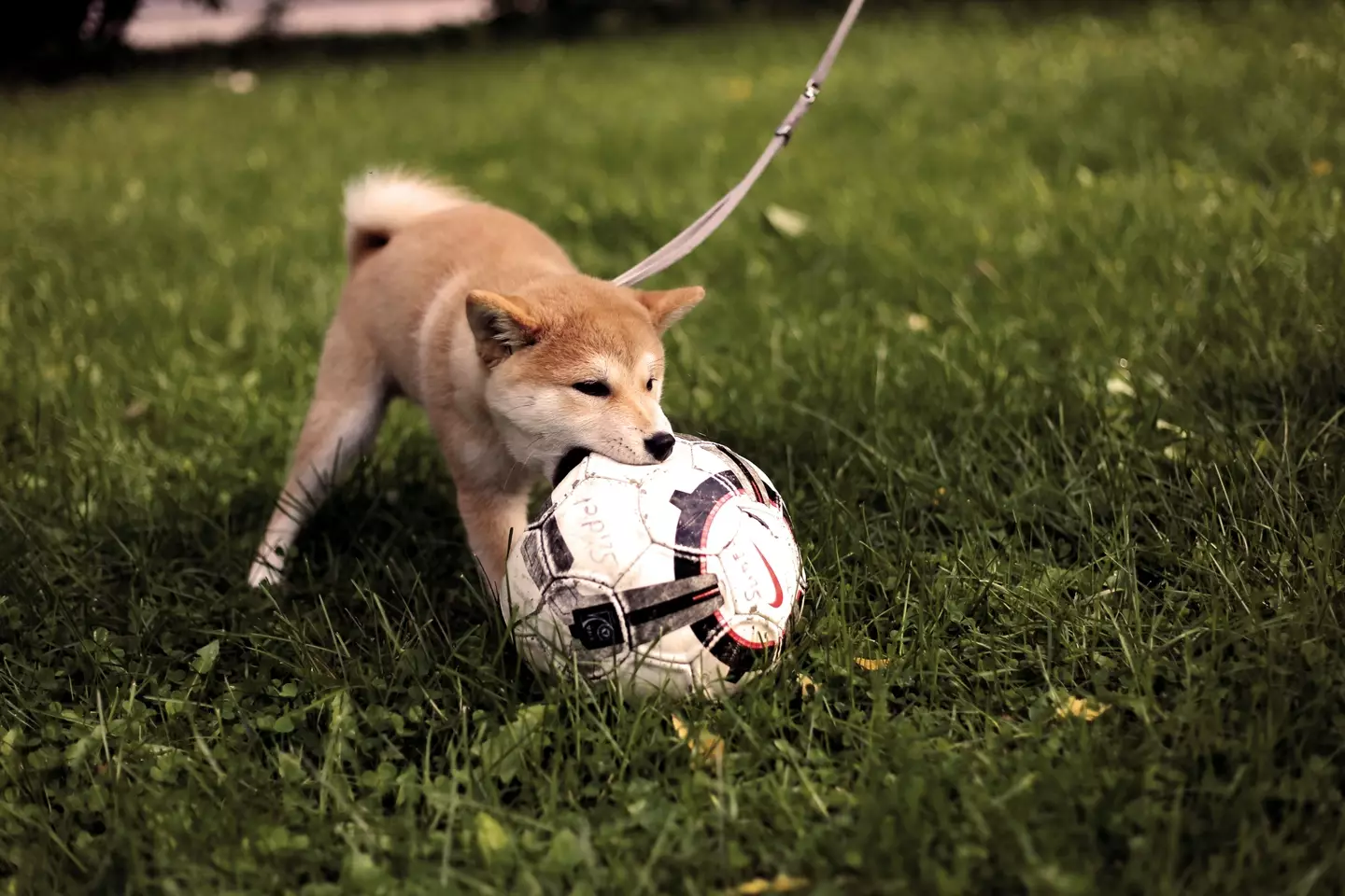 “If people do want to use balls because it’s good for their dog’s training, we always say you have to go for a ball which is larger than their mouth, even bigger than you imagine - like a football which is plenty big enough," Nina says ( Luiza Sayfullina on Unsplash).