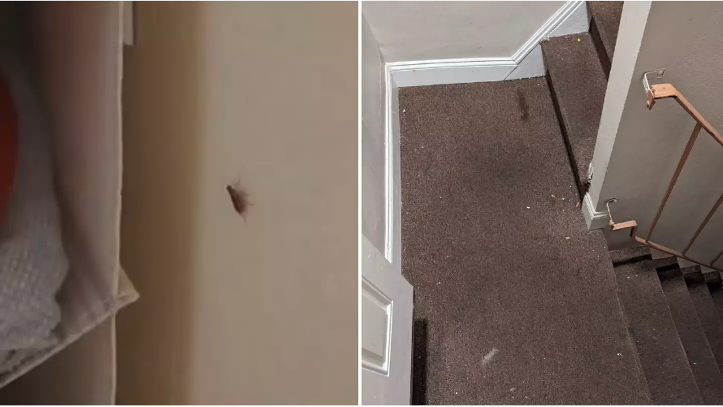 Woman slams ‘filthy’ AirBnB after discovering ‘cockroaches’ and ‘mouse droppings’