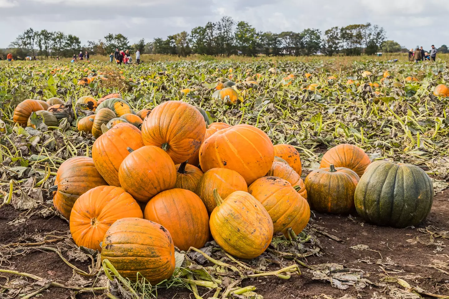 The tradition may seem innocent but it can be harmful to some of our furry friends. (wellsie82 / Getty Images)