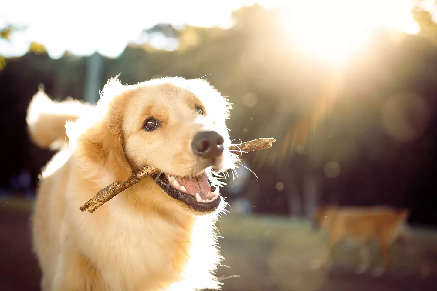 The walk may have to wait. (Getty Stock Image)
