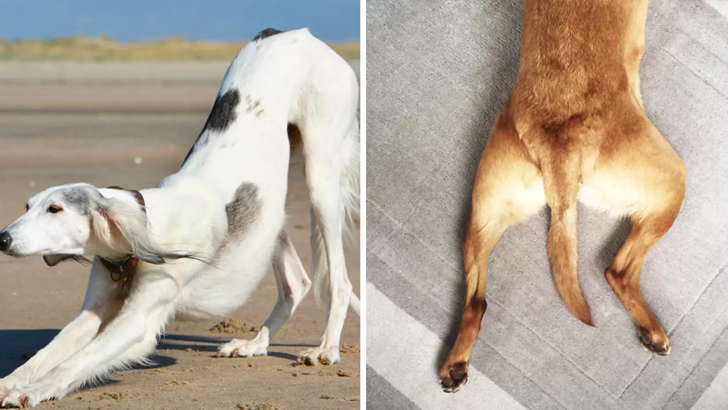 Dog Owner’s Urgent Warning About ‘Big Stretch’