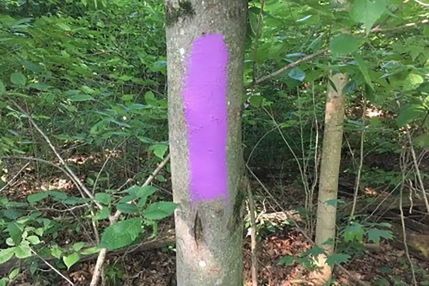 Purple paint means stay away (psu.edu)