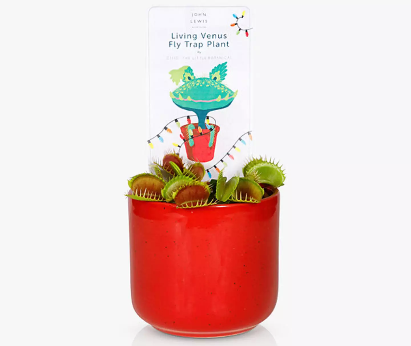 You can even buy a living venus fly trap.