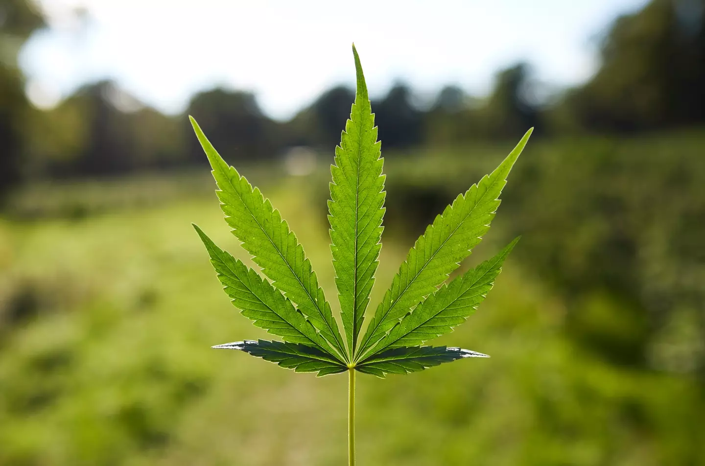 There's just one city in the United Kingdom where smoking weed won't get you prosecuted (Getty Stock Images)