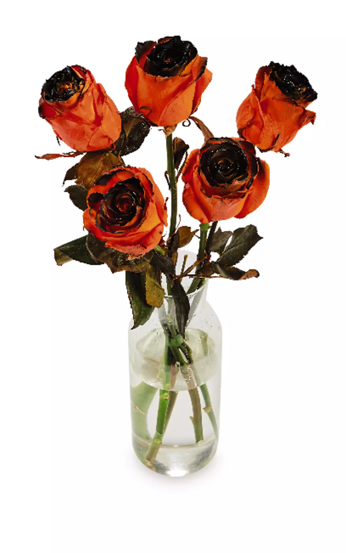 Fancy some blood-dipped orange roses? (