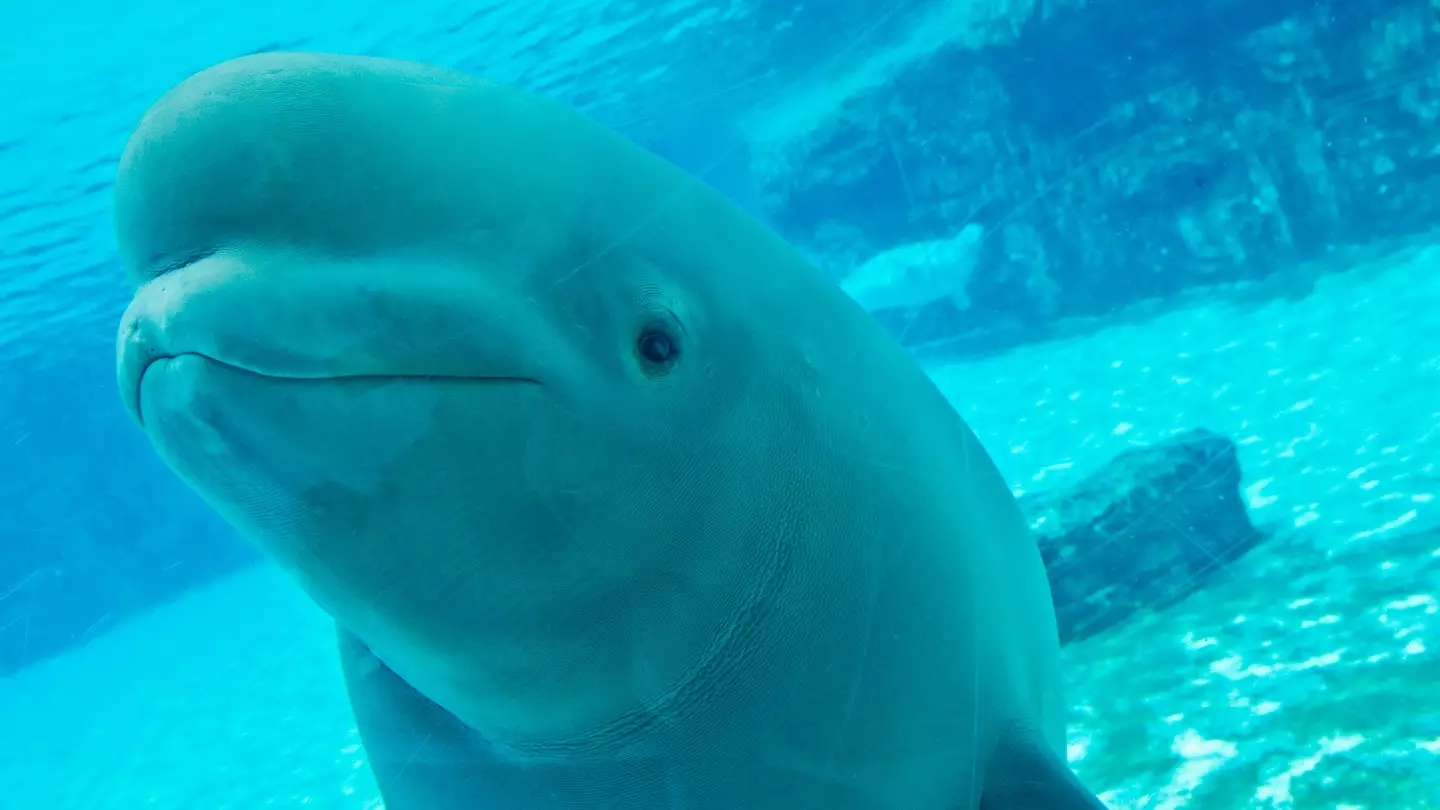 Beluga whales in theme park to be ‘euthanised’ if government don’t honour cash request