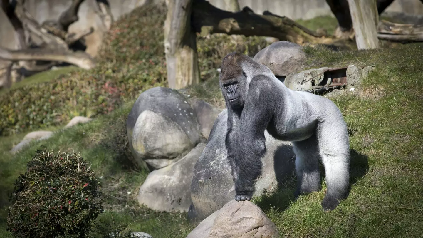 Why you should never smile into gorilla enclosure after woman faced horrific consequences