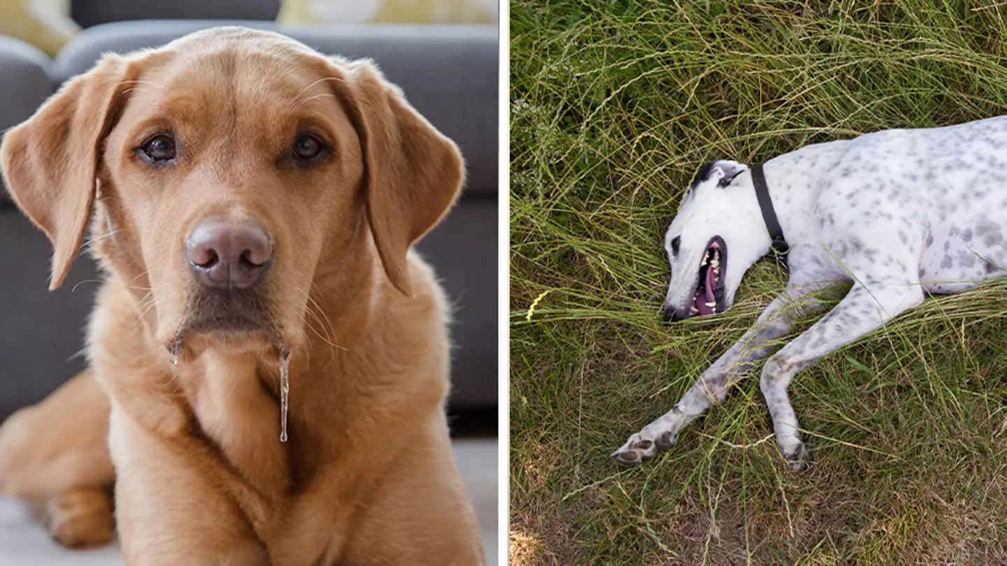 Subtle Clue Your Dog Could Be Suffering From Heatstroke