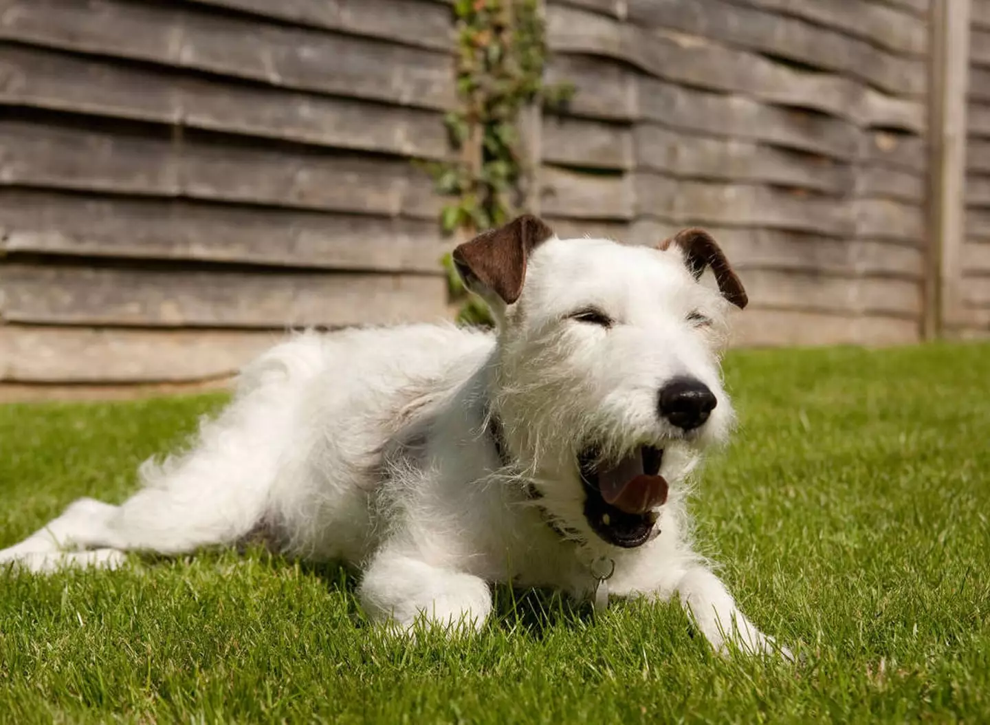 This is how happy your dog could be with a day bed.