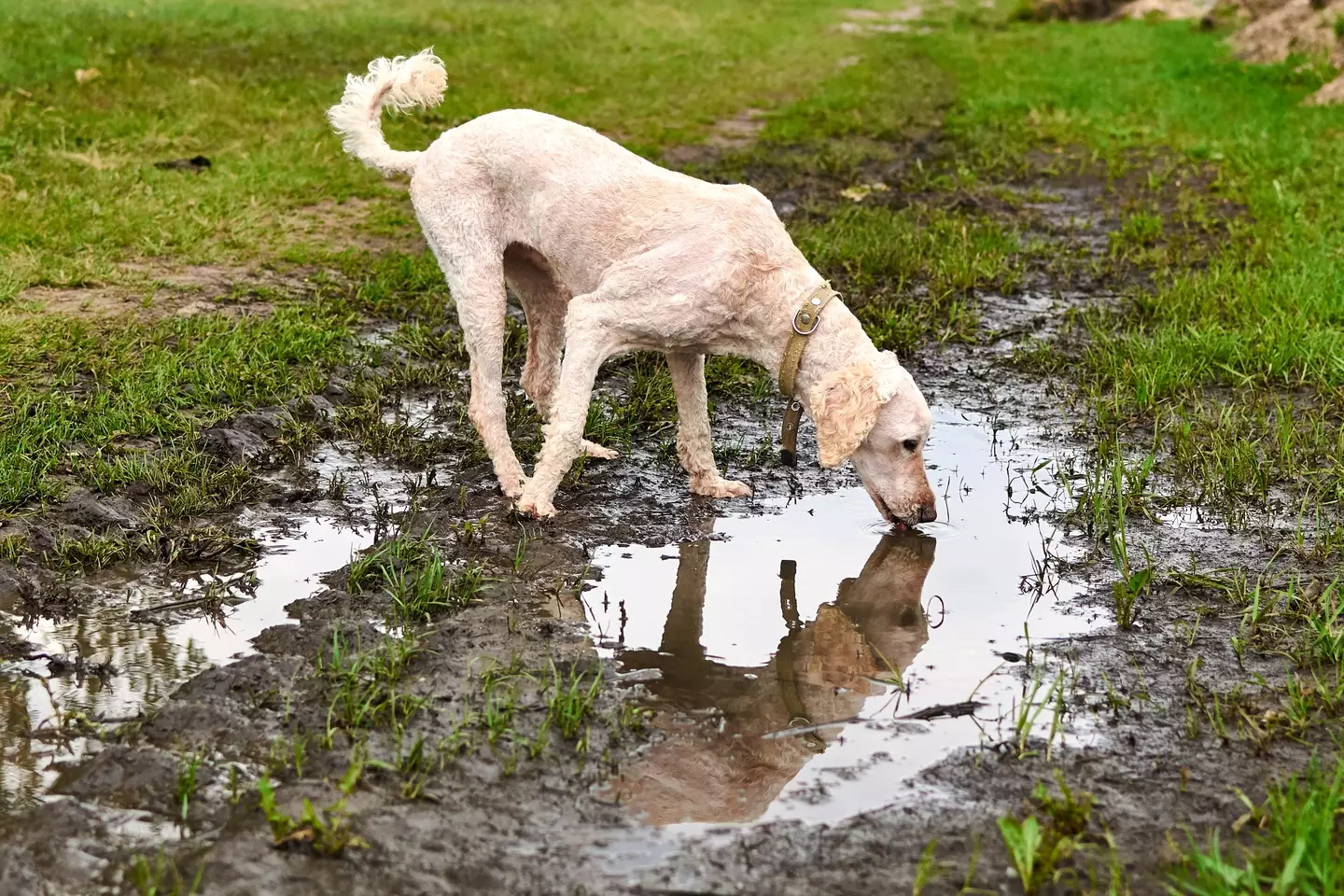 Dog owners should be aware of puddles during walks (