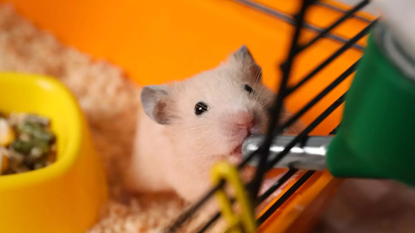 'Hamstering' dubbed 2026's 'wildest' sex trend