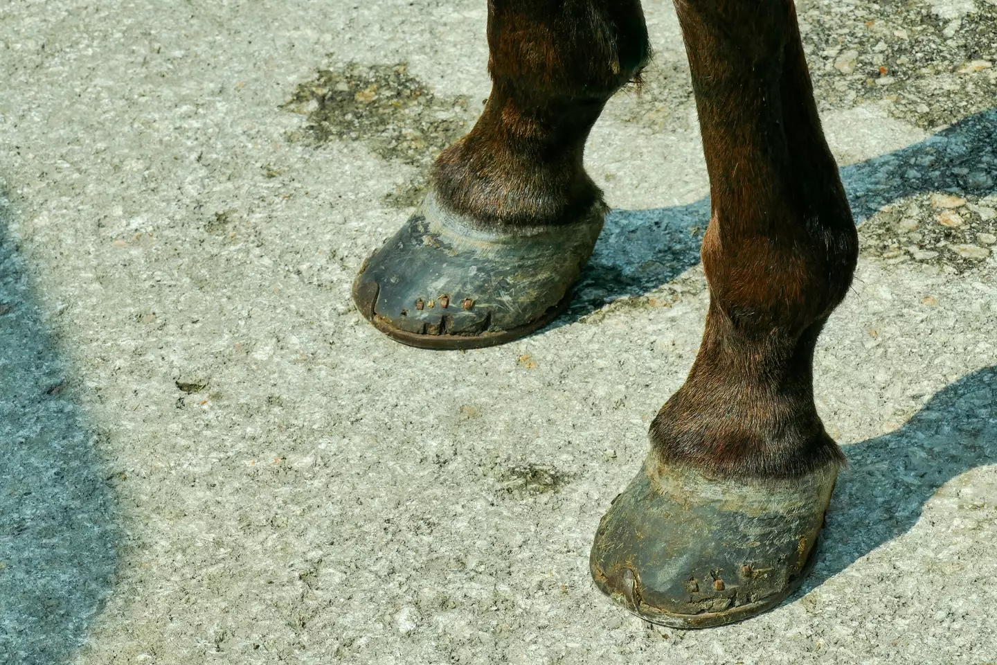 The mother explained that her daughter made the choice herself to donate her beloved pony's body to the zoo (Akaradech Pramoonsin / Getty Images)