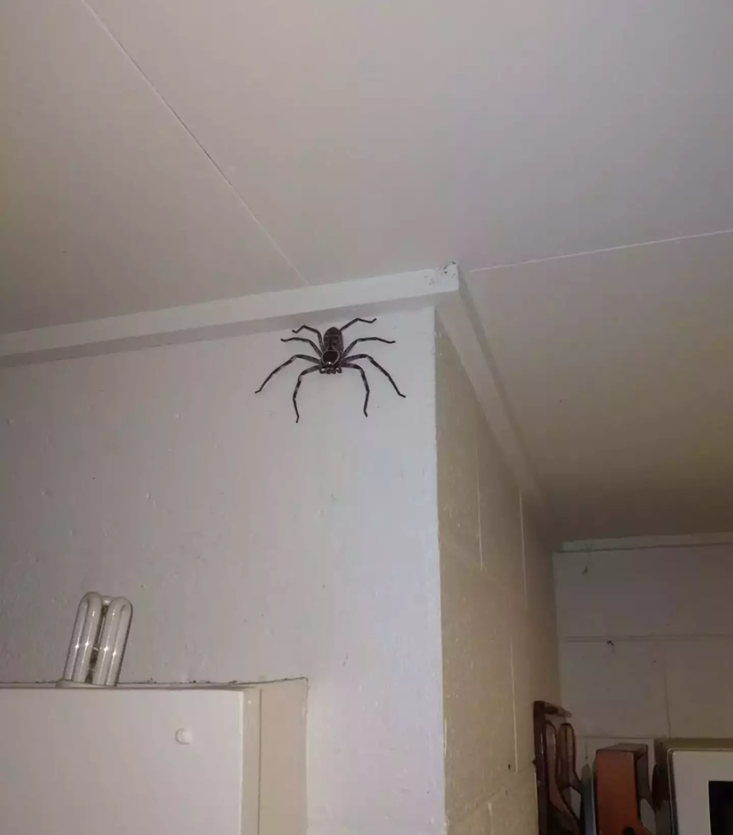 The Aussie family lived with this eight-legged beast for a year. Big yikes.