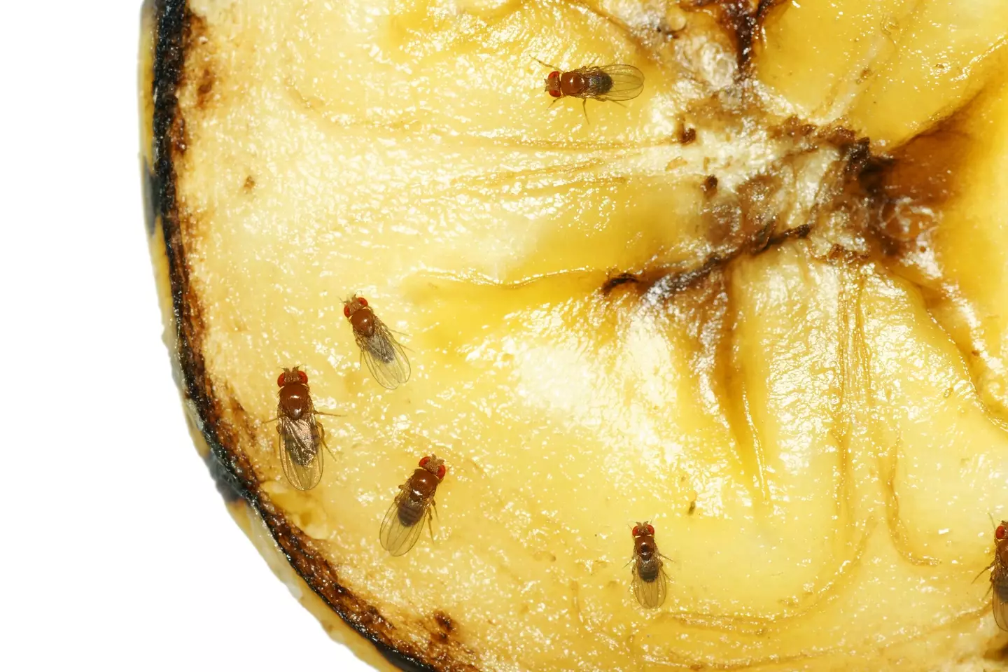 Female fruit flies lay their eggs on fermenting fruit (