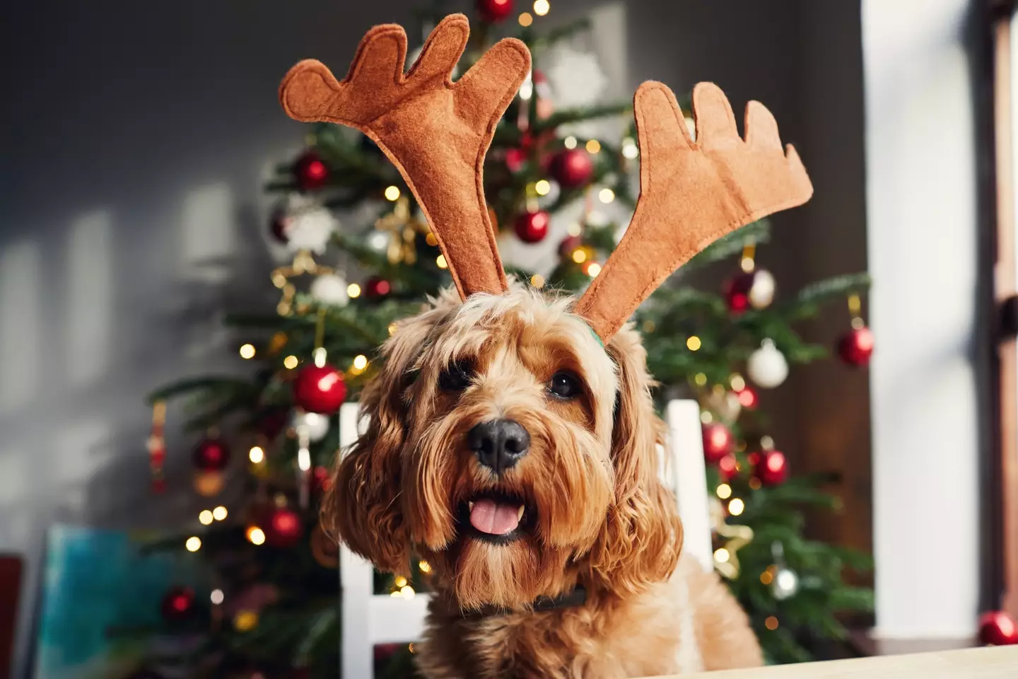 While it may be tempting to share your Christmas dinner with your pet, experts warn not to (Getty Stock Image)