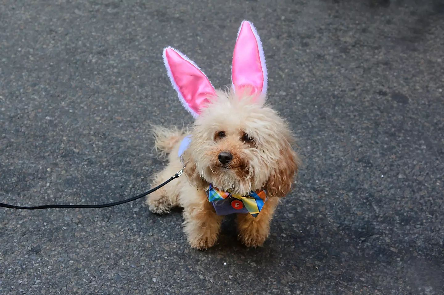 Be sure to take extra precaution to ensure your four-legged friend has a fun Easter too.