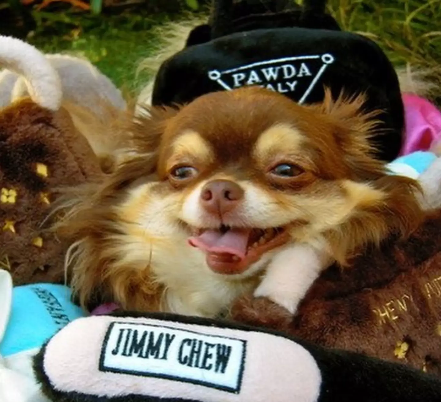 Harajuku B*tch lived longer than the average chihuahua.