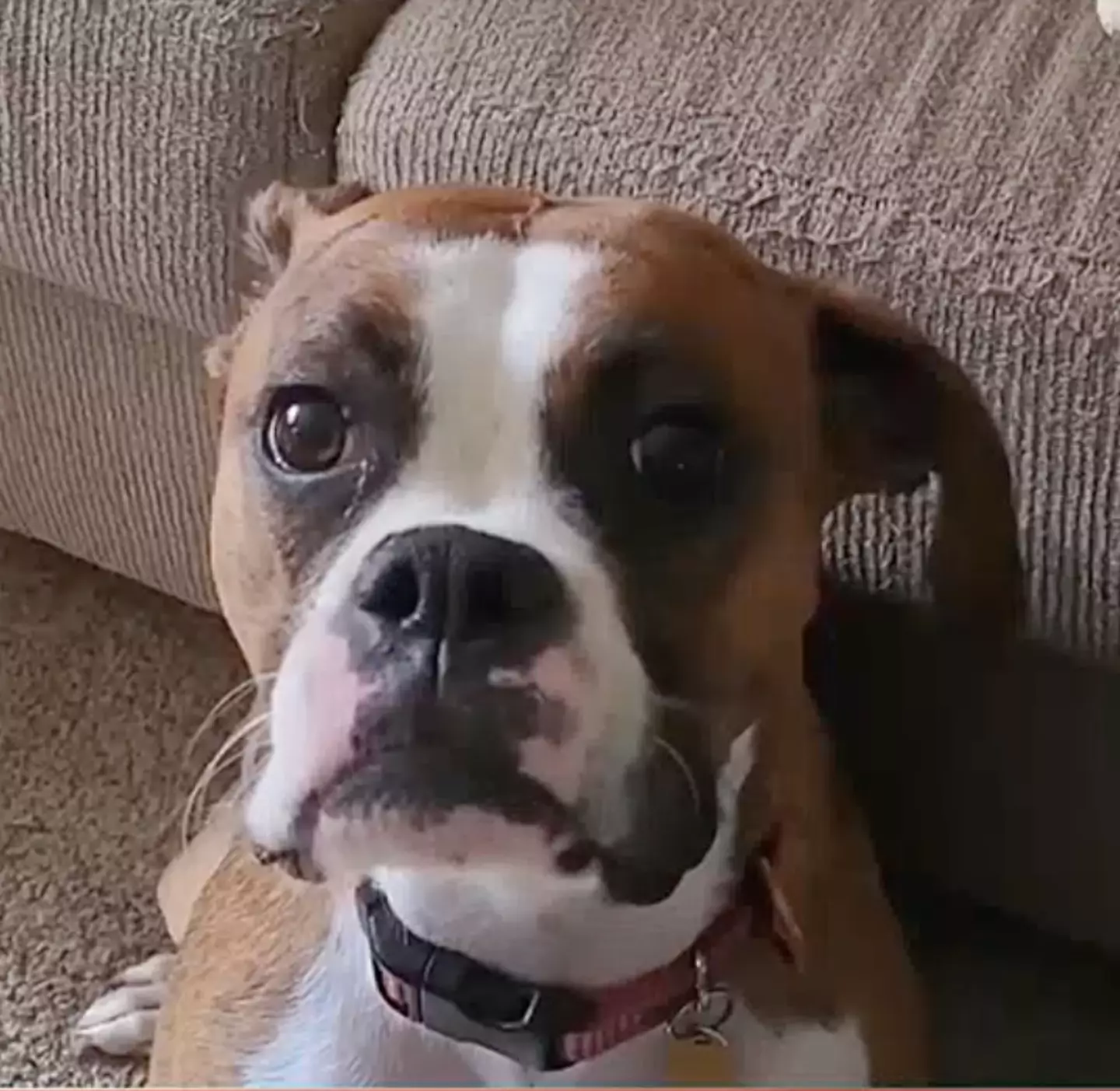 Greta suffered seizures after taking the medication, which led to her sadly being euthanized. (cleveland19news/WOIO)