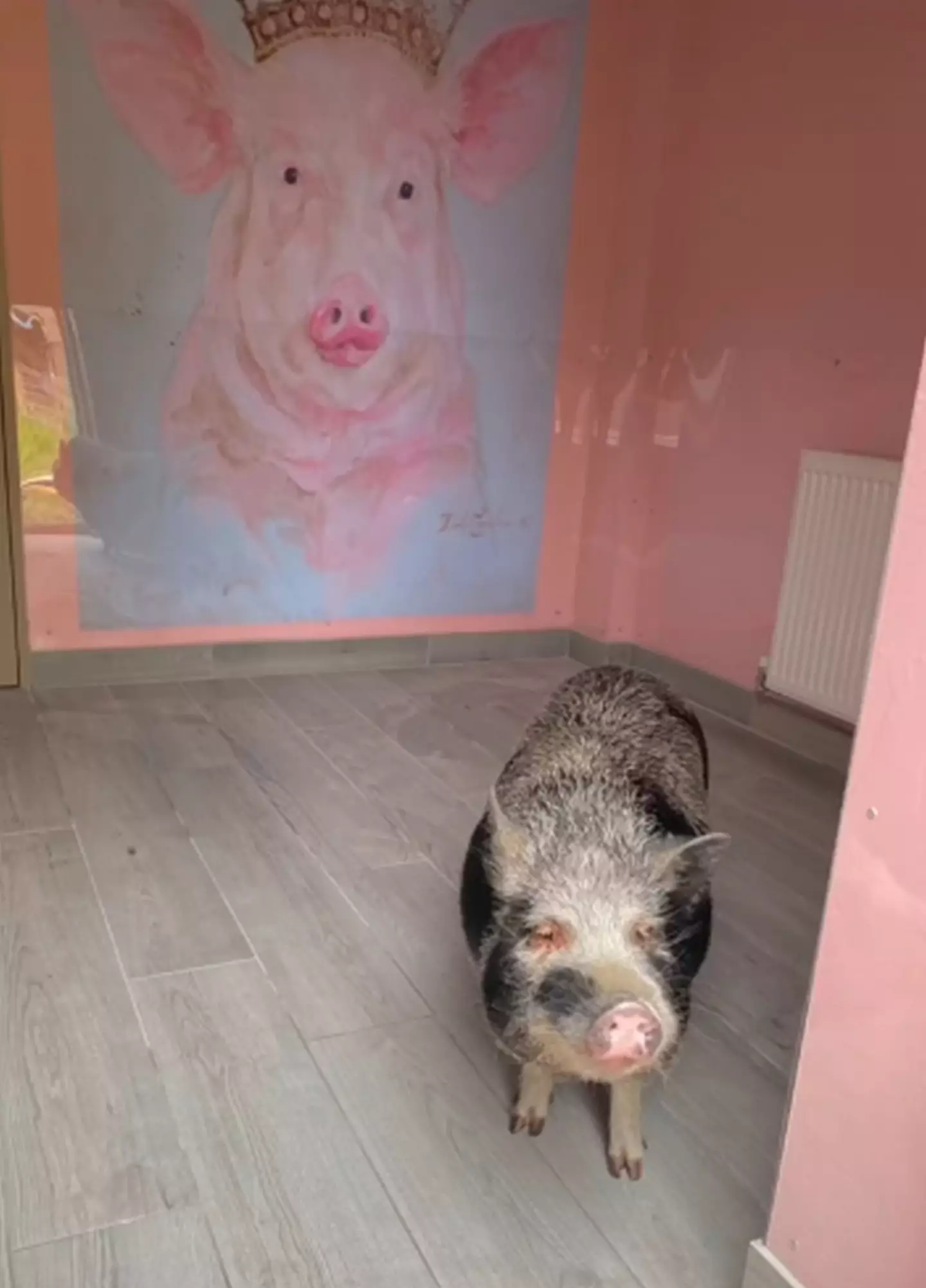 Peaches has her very own pig paradise (