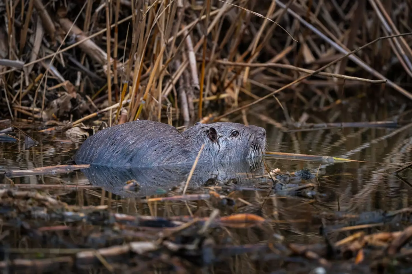 However experts warn that they may carry a zoonotic (animal-to-human) disease (Anadolu/Contributor/Getty)