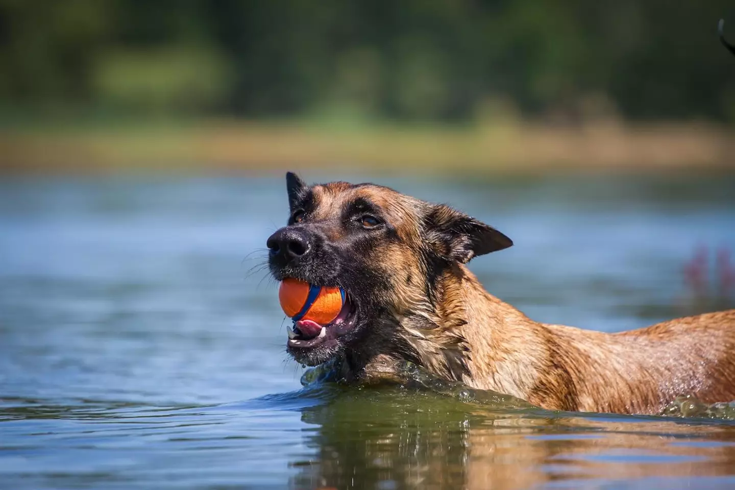 A key warning sign that pet owners need to look out for is when dogs 'start coughing'.