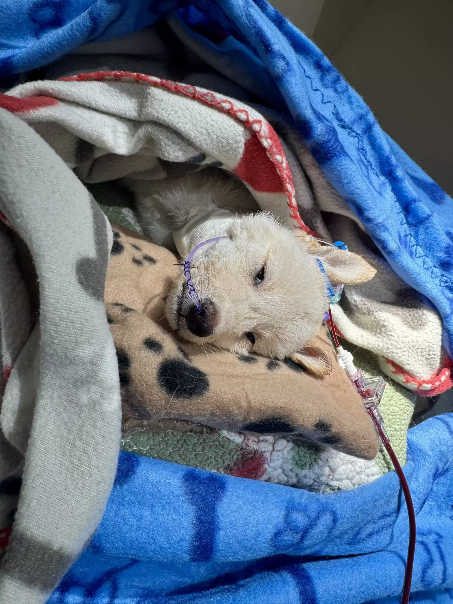 A puppy has died after being found abandoned at a Florida park (Pawlicious Poochie Pet Rescue)