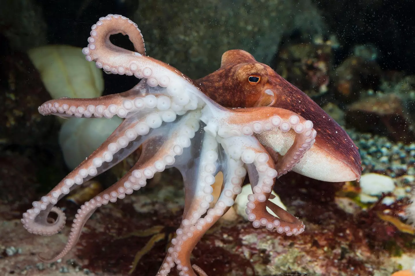 Octopuses will also be recognised under the new legislation (