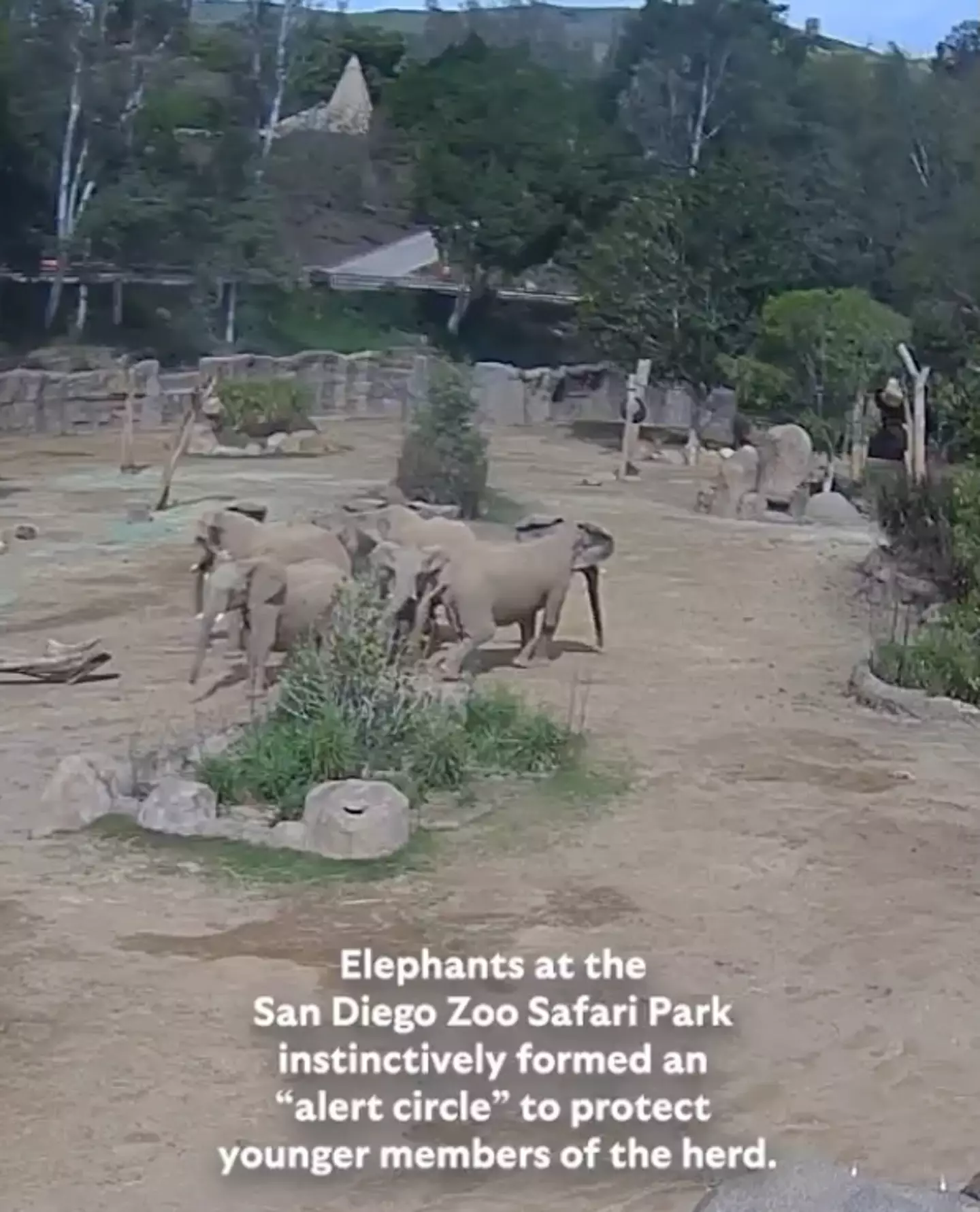 The video features elephants reacting to an earthquake (San Diego Zoo Wildlife Alliance)