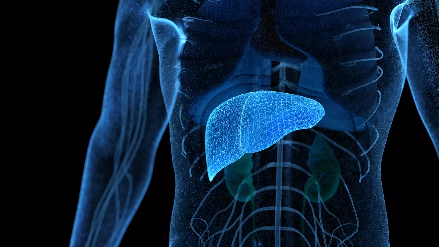 The early stages of fatty liver disease are often symptomless (Getty Stock Photo)