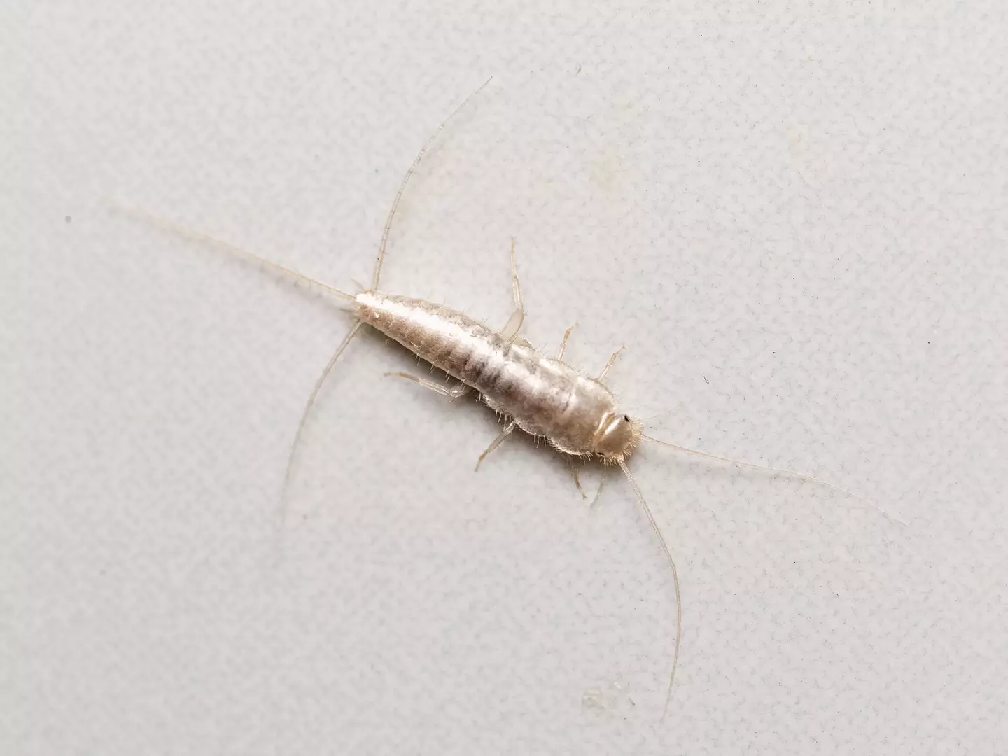 Silverfish are not a direct threat to humans but can become a problem.