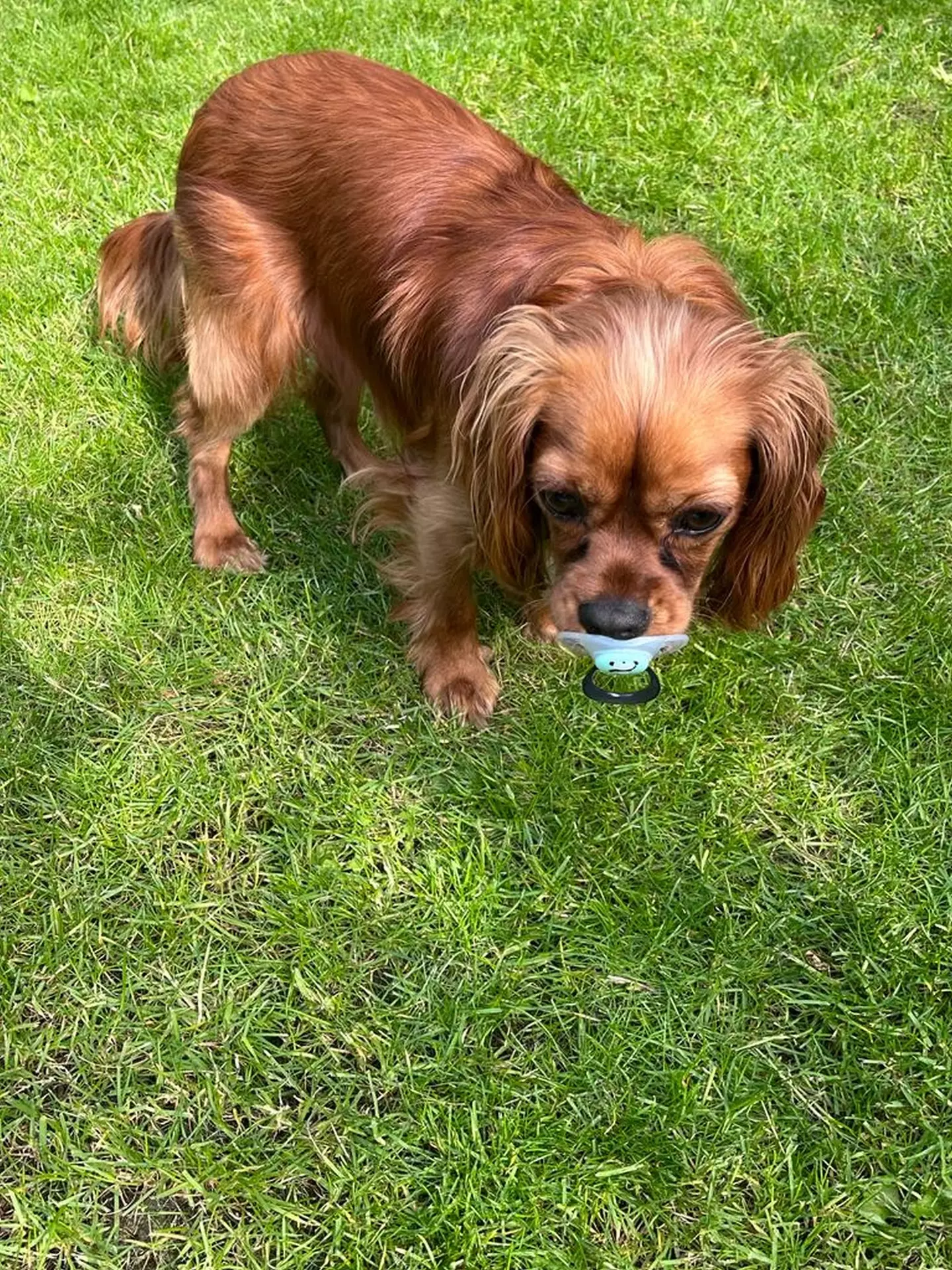 Gemma has to chase Rafa around the garden to get the pacifier back.