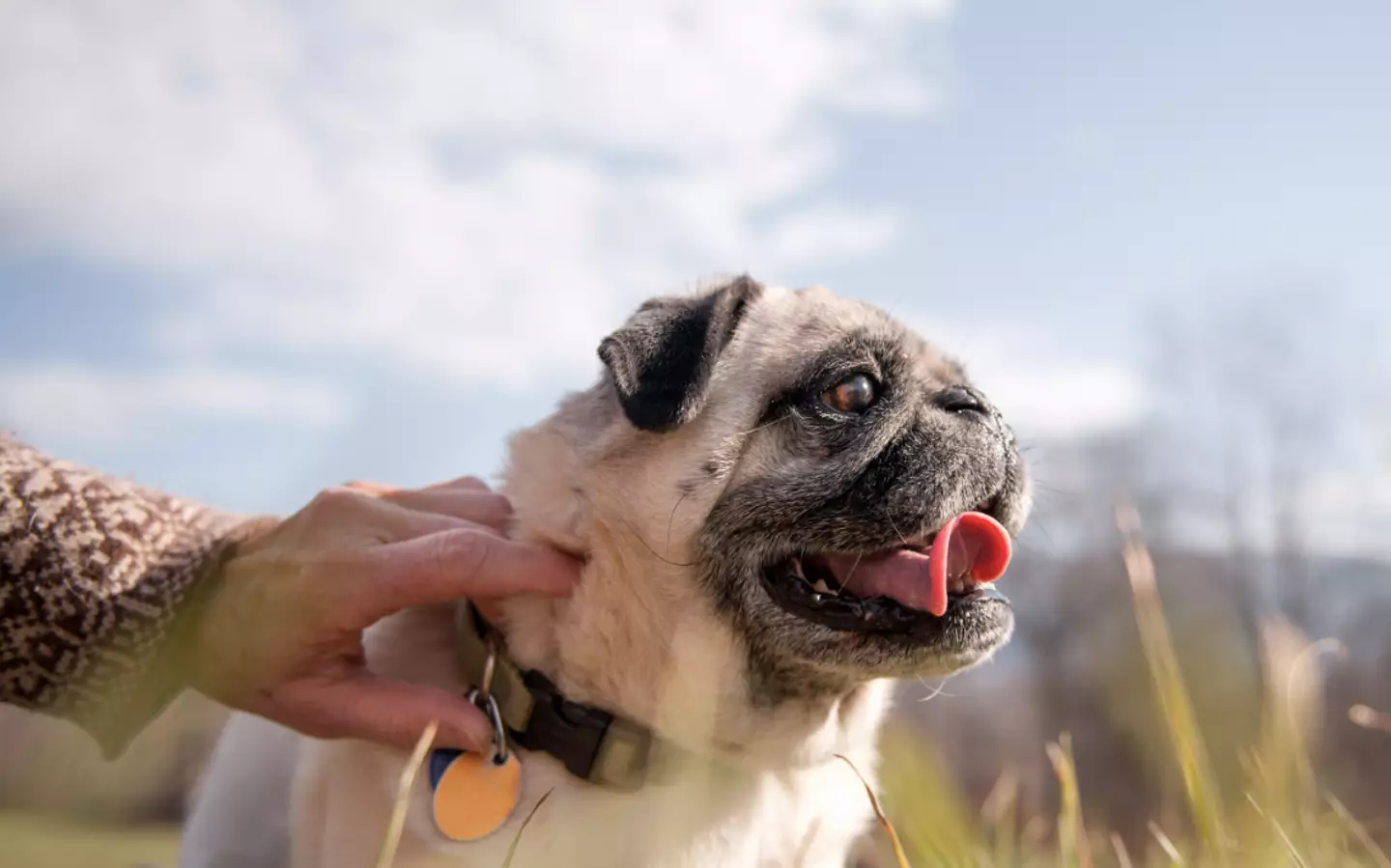 The couple haven't adopted the dog yet (Getty Stock Image)