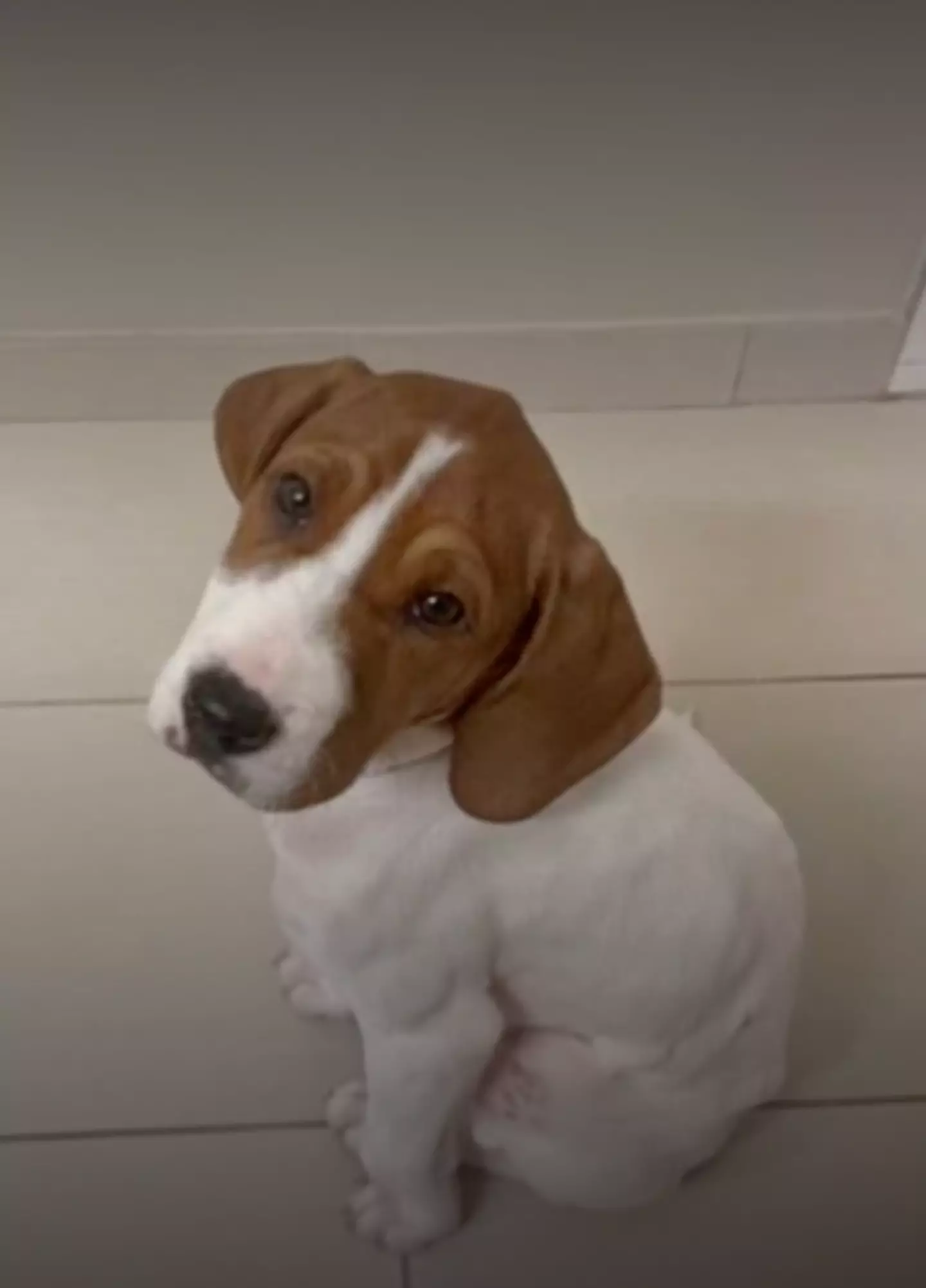 She was advised to put Beau to sleep (Fox5)