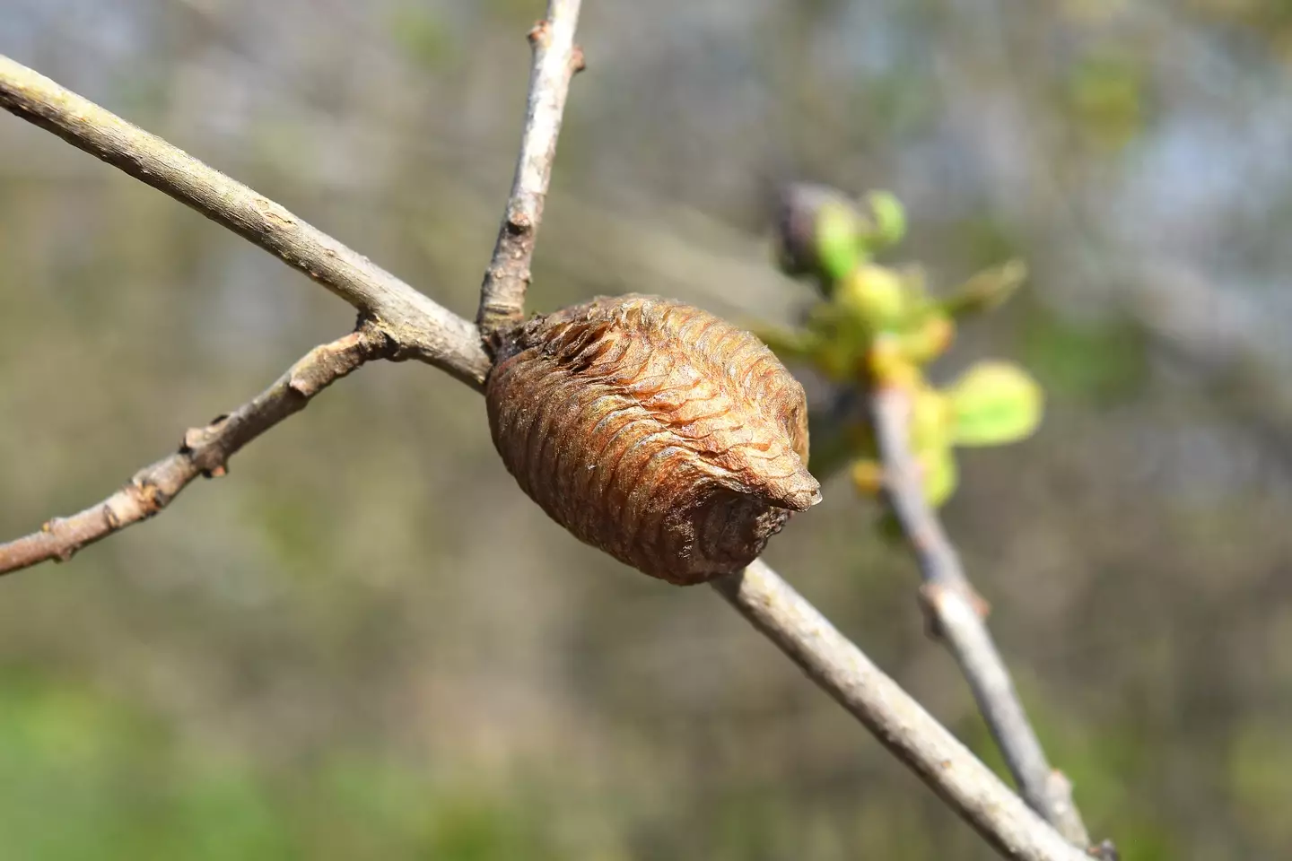 The sac is usually around an inch long.