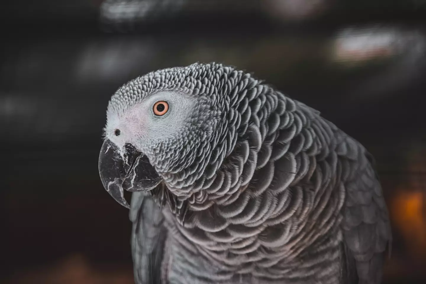 African Grey parrots can mimic human voices (