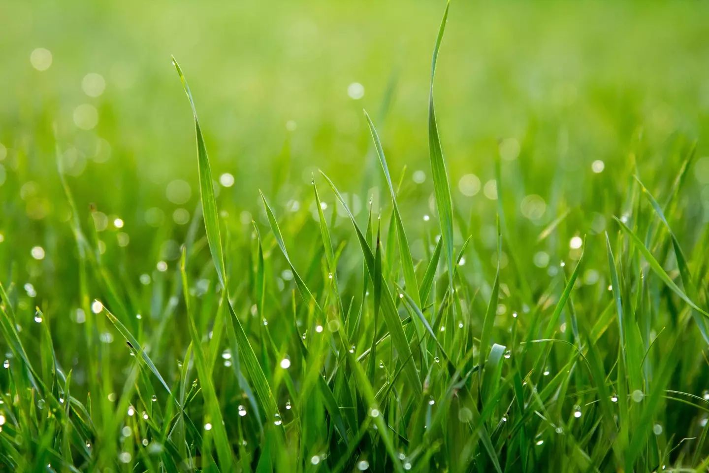 Grass could be the secret to getting your oven clean. (