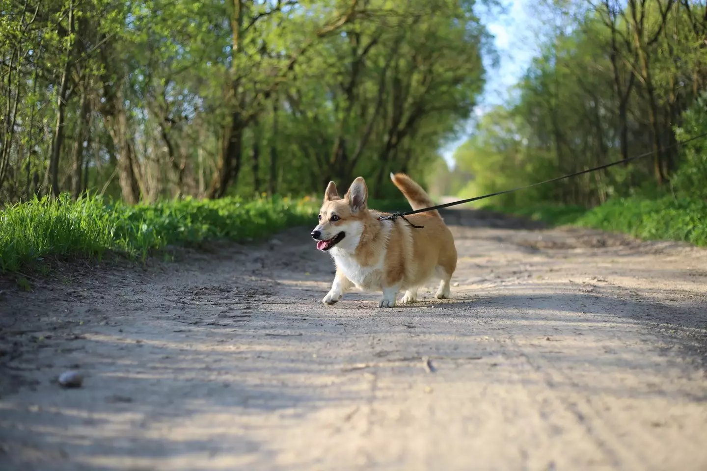 A corgie being walked.