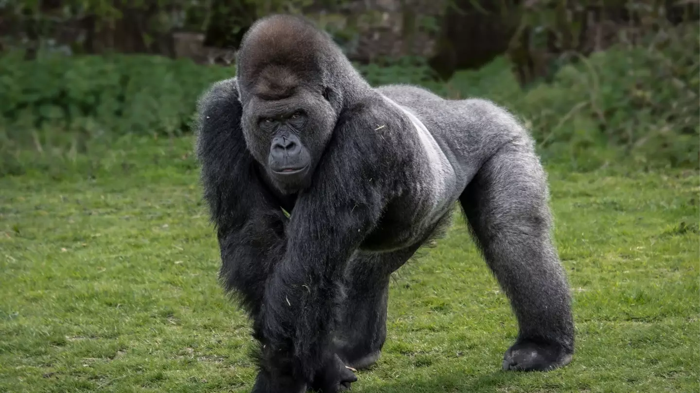 Primatologist finally settles debate on whether 100 men could actually beat one gorilla
