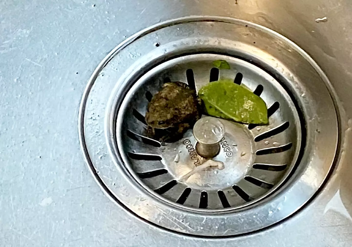 The family released the frog outside after finding it (