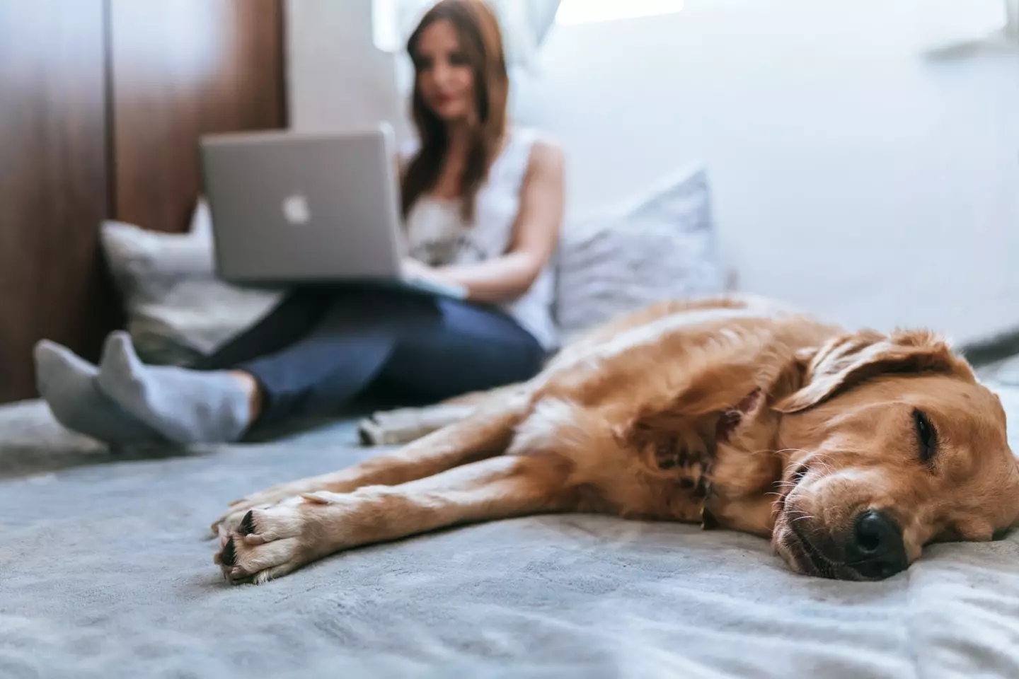 Your dog's favourite sleeping position has a cute message for you as their owner. (