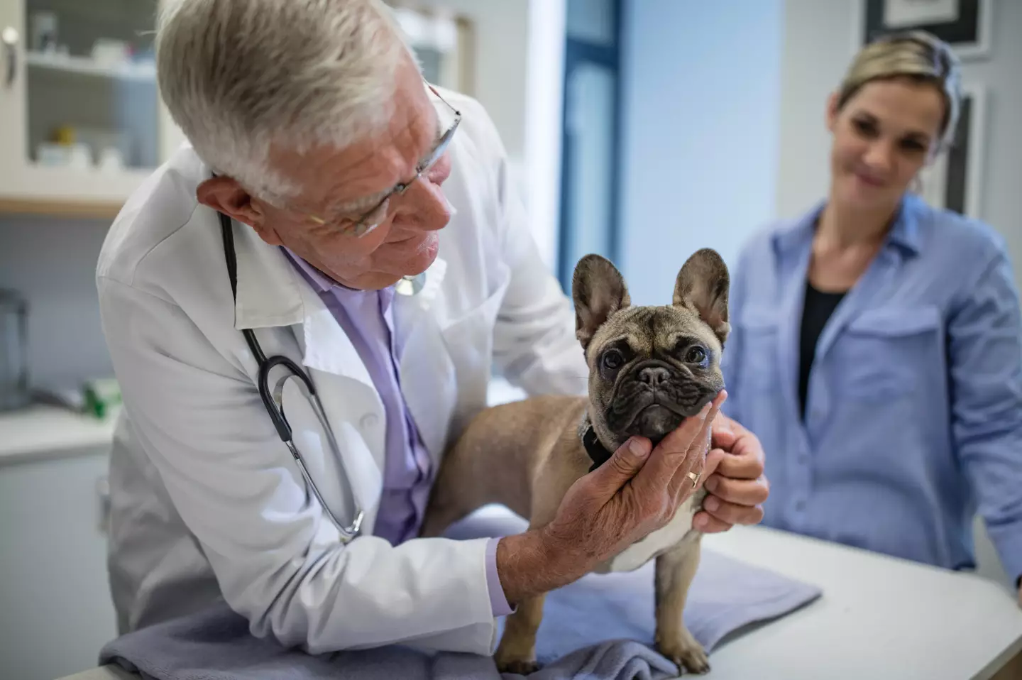 Take your dog to the vet if they're struggling with the heat. (Getty Stock Image)
