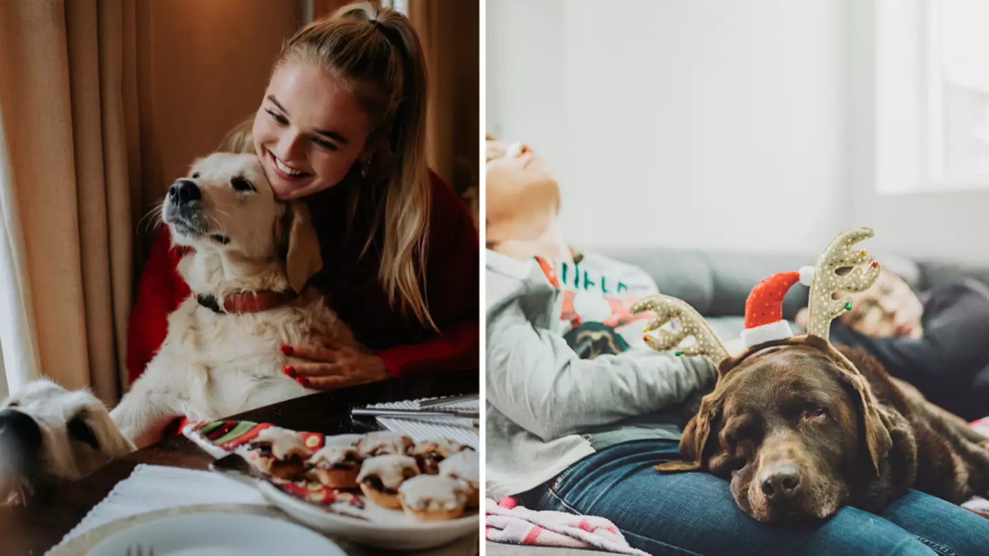 Christmas warning to pet owners over 'fatal' mistake