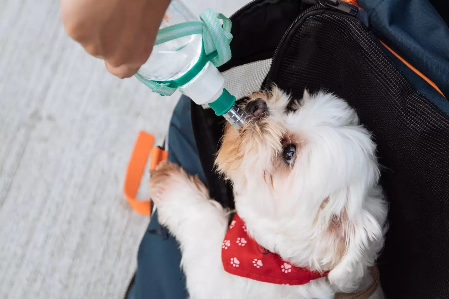 Ensure your dog has access to cool water and shade.