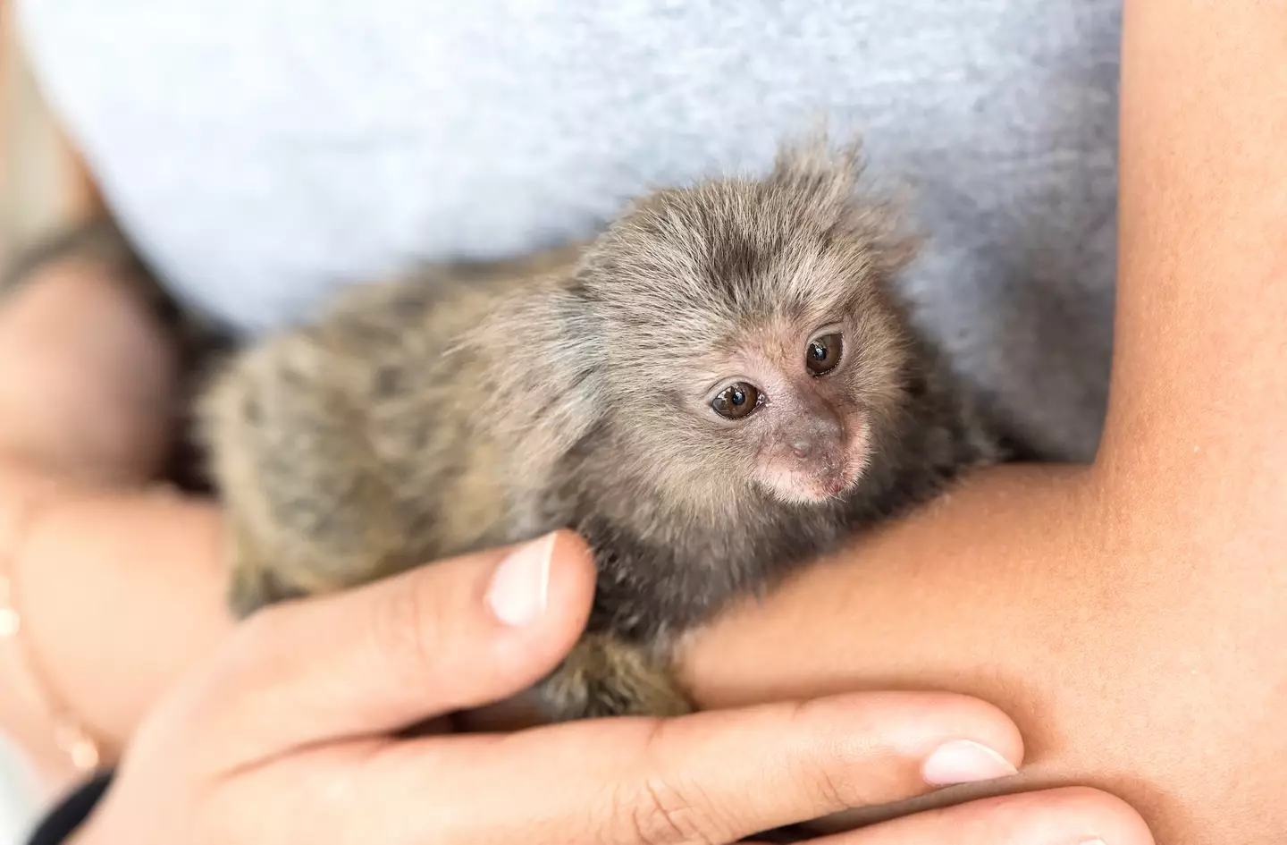 Ben argued that monkeys should never be domesticated.