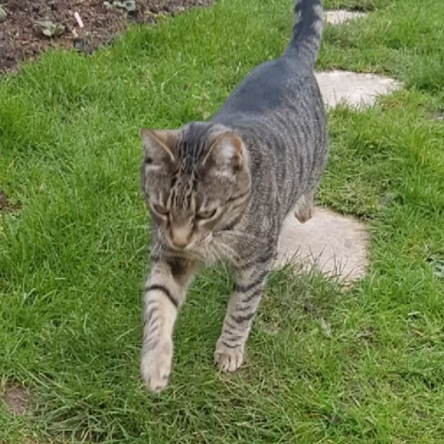 Oliver has 'recovered' after eating different cat food (